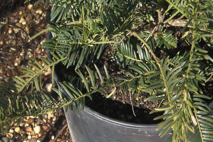 Time to plant shrubs like plum yew